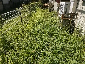 立川で除草